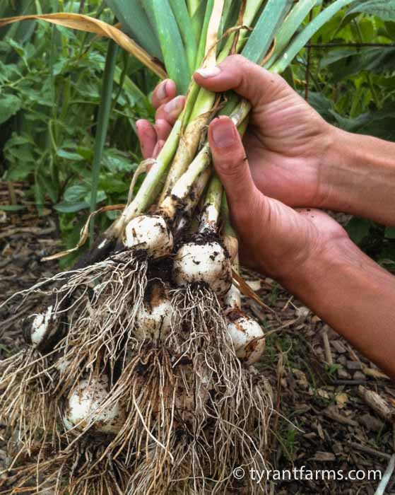 A Love Story Why and How to Grow Hardneck Garlic Tyrant Farms